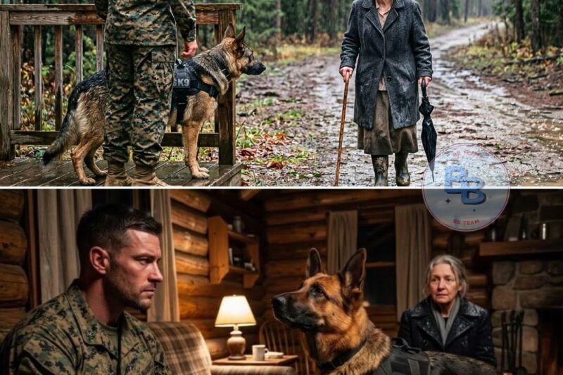 Marine and His K9 Took In an Old Woman in the Rain—He Didn’t Know They Were Hunting Her