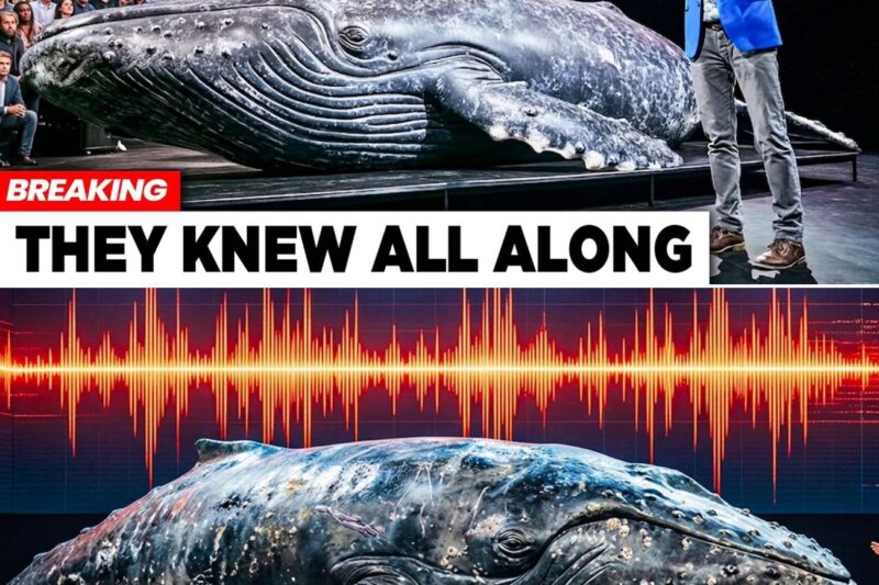 AI Finally Decoded Whale Language — The First Message Shocked Scientists