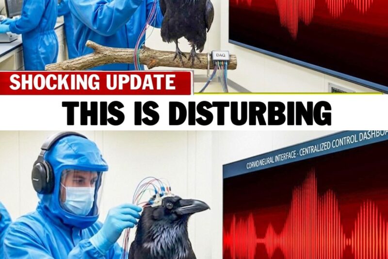 Scientists Used AI to Decode Crow Sounds — What They Found About Humans Is Terrifying