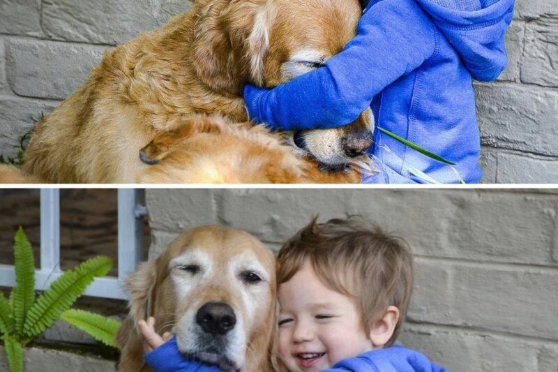 Boy Keeps Hugging Dog Before It’s Put To Sleep – Then Vet Says: This Is Not Good!