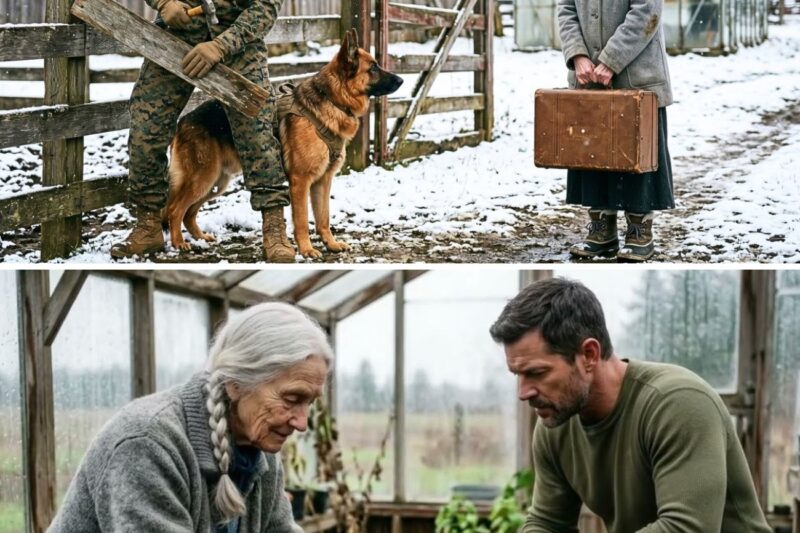 The U.S. Marine Was About To Turn The Old Woman Away — Until His K9 Sat Beside Her