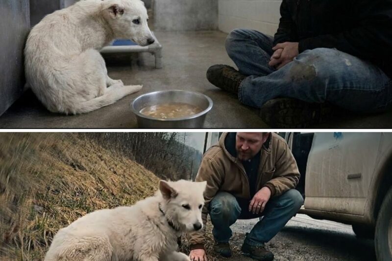 Puppy Refused to Eat — Until Her Rescuer Sang One Song