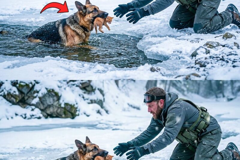 German Shepherd Froze Saving a Kitten — Until a Navy SEAL Arrived in Time and … 