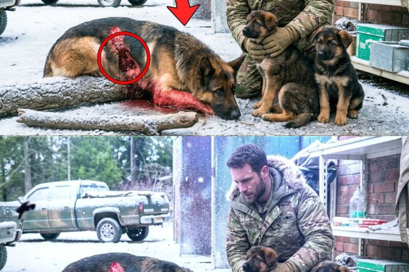 The Veteran Saved a Dying Shepherd Family — What Followed He Never Expected