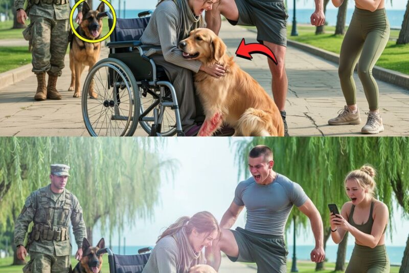 Rich Kids Bullied a Woman in Wheelchair and Hurt Her Dog – Until a Navy SEAL’s K9 Stepped In