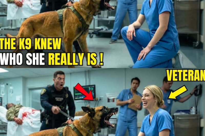 A Bomb-Sniffing K9 Rushed Into a Hospital — Not on a Bag, but on a Rookie Nurse
