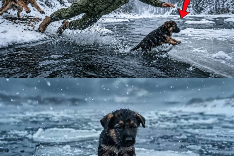 A Mother Dog Screamed as Her Puppy Fell Into Ice Water… Then a Navy SEAL Did the Impossible