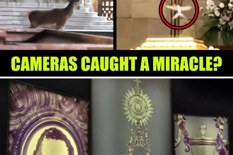 These Eucharistic Miracles Left Scientists Speechless!