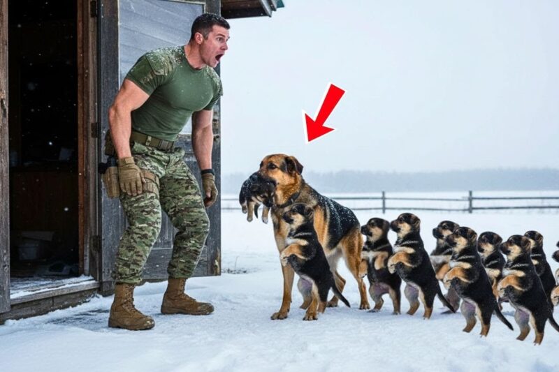 A Mother Dog Knocked in the Snow—The Navy SEAL Who Opened the Door Found Hope