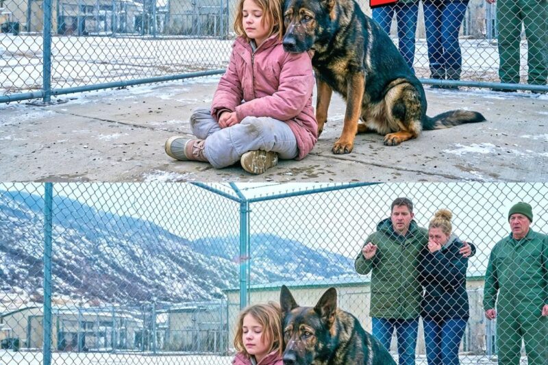 Nobody Could Tame This Wild Navy SEAL Dog — Then a Little Girl Did Something Shocking!
