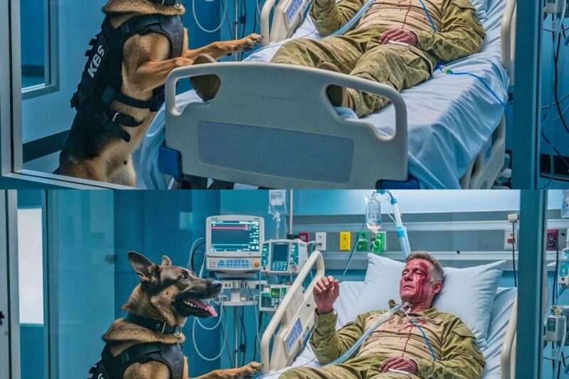 A Dying SEAL’s Final Wish Was to See His Loyal Dog—What Happened Changed Everything 