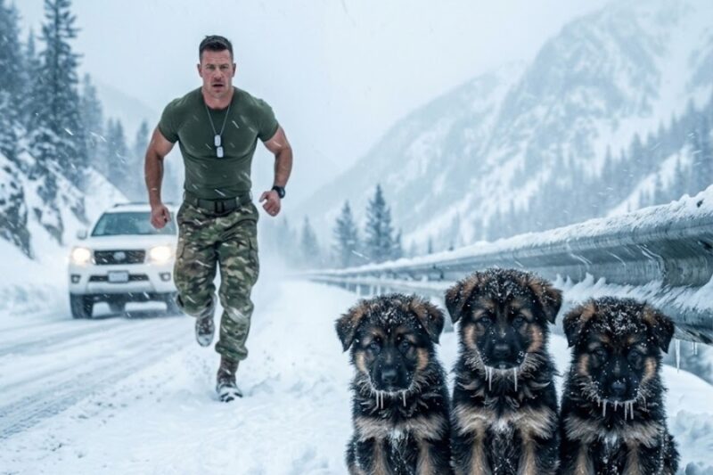He Almost Drove Away — Until 3 Puppies in the Snow Changed Everything 