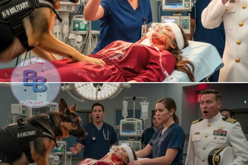 “Stay Back!” The K9 Protected the SEAL Captain’s Daughter — Then the Nurse Used a Secret Command