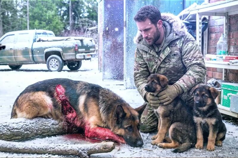 The Veteran Saved a Dying Shepherd Family — What Followed He Never Expected