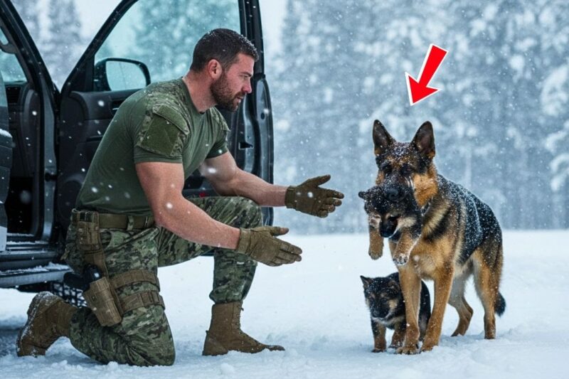 A Mother Dog Reached a Navy SEAL’s Cabin in the Snow – What Happened Next Will Break Your Heart……