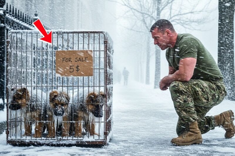 Left for Sale in the Middle of a Blizzard — Then a Navy SEAL Did Something No One Expected