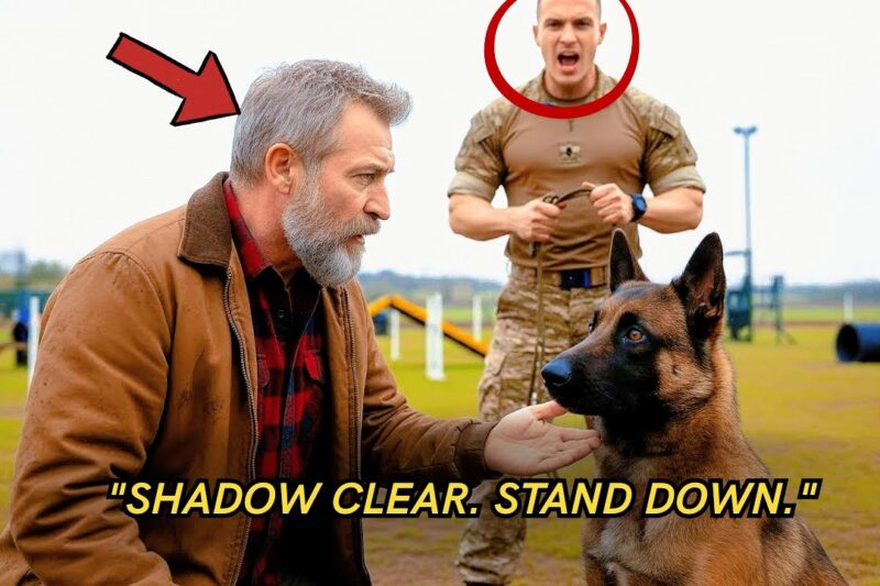 The Military K9 Obeyed No One — Until a Homeless Veteran Gave One Command
