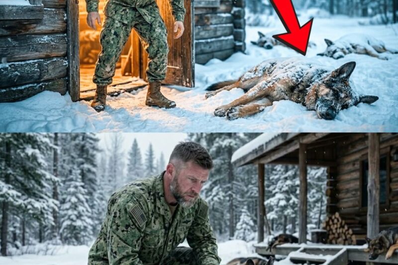 A Broken Navy SEAL Lived Alone—Until Five Abandoned Dogs Changed His Life Outside His Cabin