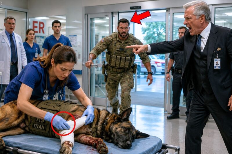 They Fired a Nurse for Saving a Military K9… Then Navy SEALs Stormed the Hospital