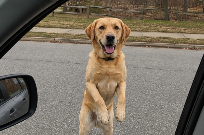 K9 German Shepherd Recognizes His Owner After 3 Years… What Happened Next Was Unbelievable