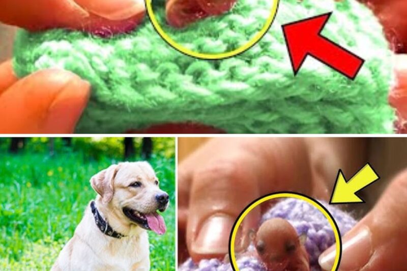 Man Finds Tiny Creature in Backyard – He Calls The Police Once He Saw What It Grew Into