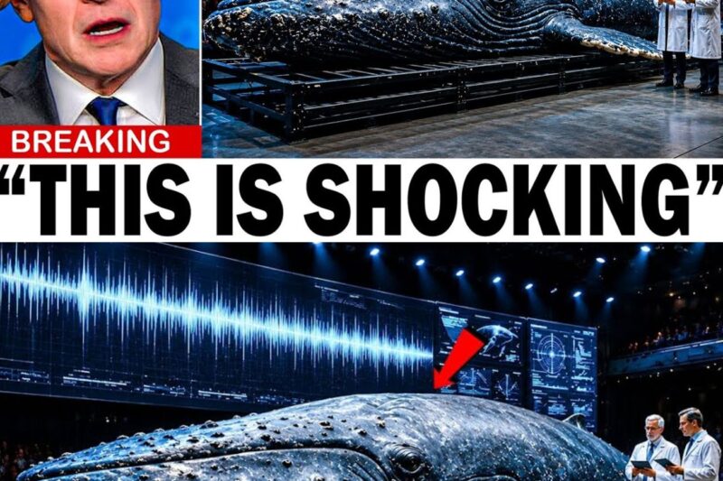Finally Scientists Heard the First Translated Whale Sentence — “They Are Watching Us!”