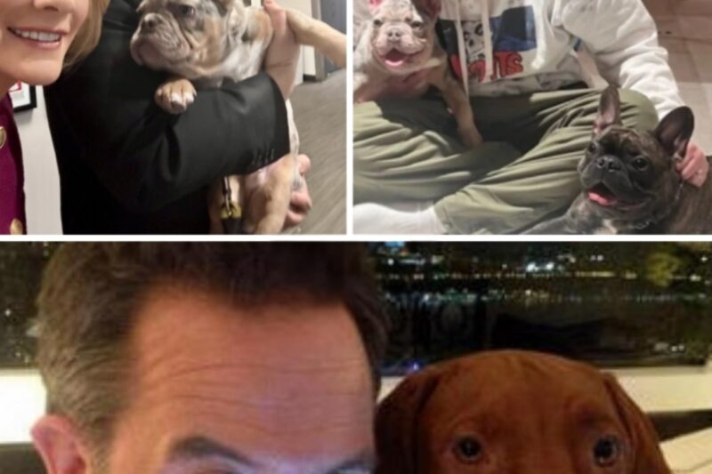 GREG GUTFELD: Dogs create infinitely more love than problems