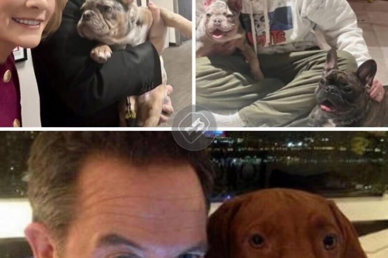 GREG GUTFELD: Dogs create infinitely more love than problems