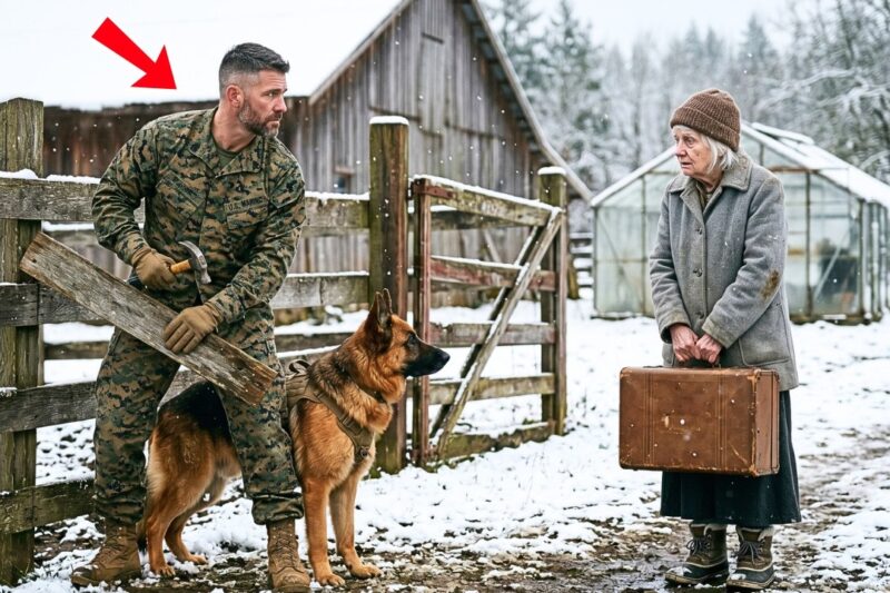 The U.S. Marine Was About To Turn The Old Woman Away — Until His K9 Sat Beside Her