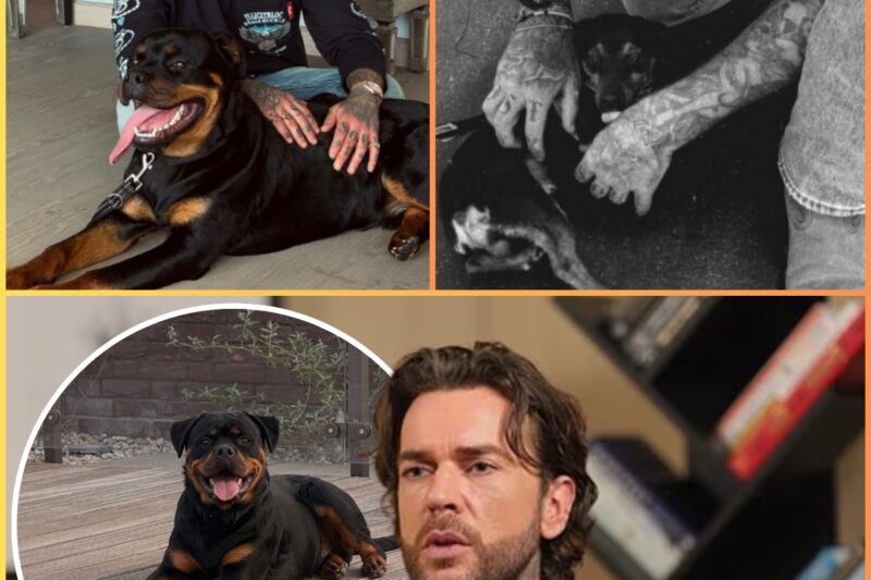  Pete Wicks Defends His Beloved Dogs Amid Social Media Backlash – Fans Rally to His Side! 