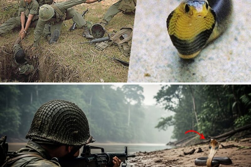 Vietnam’s most DEADLY snakes for U S Soldiers!