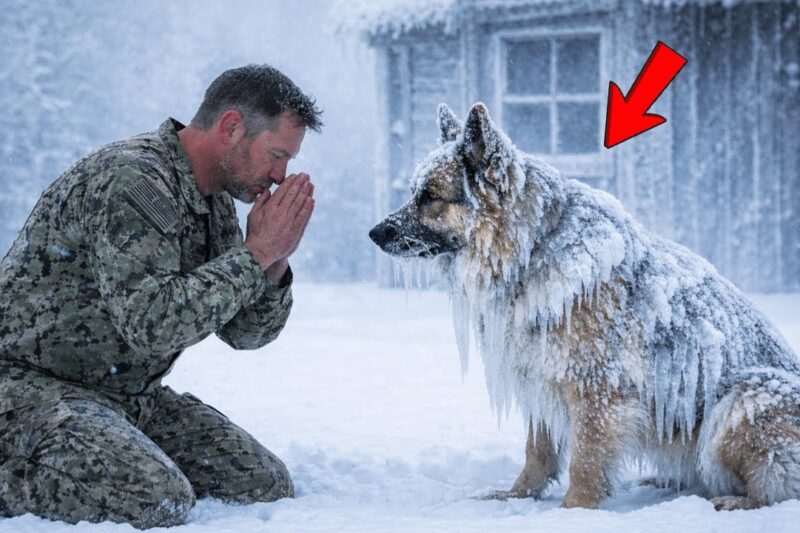A Navy SEAL Rescued a K9 in the Snow—What God Revealed Changed Everything