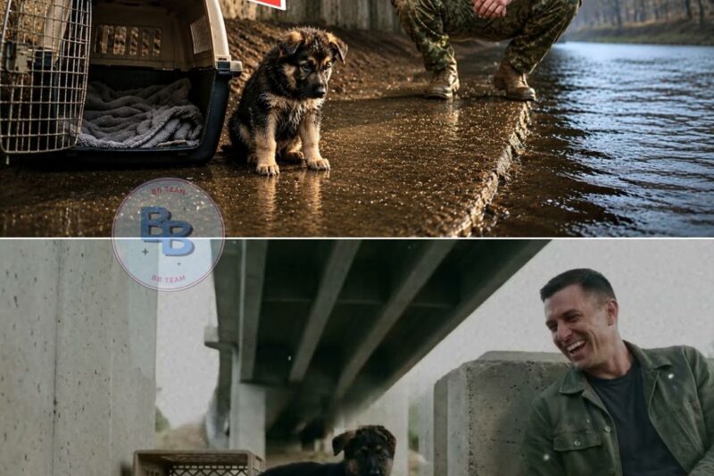 A Shepherd Puppy Waited Under a Bridge for Days—Until a Former Navy SEAL Came Back