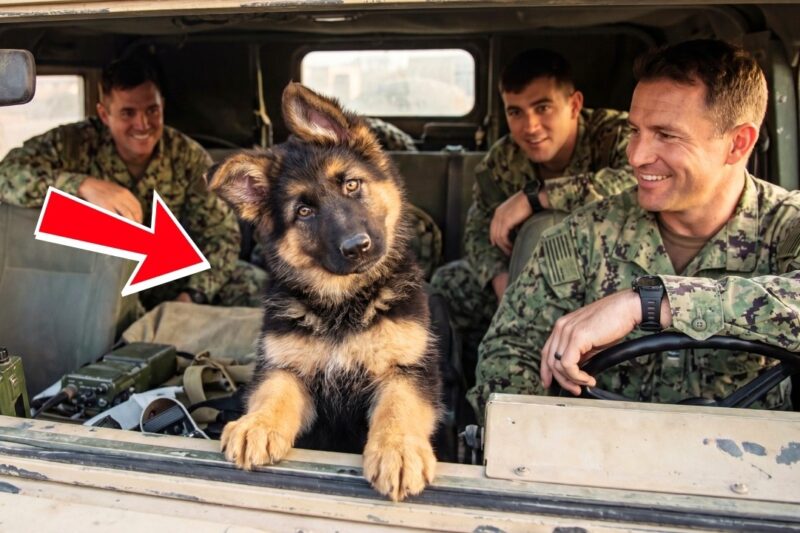 Rescued German Shepherd Pup at SEAL Base Keeps “Talking”—Try Not to Smile at His Funny Antics