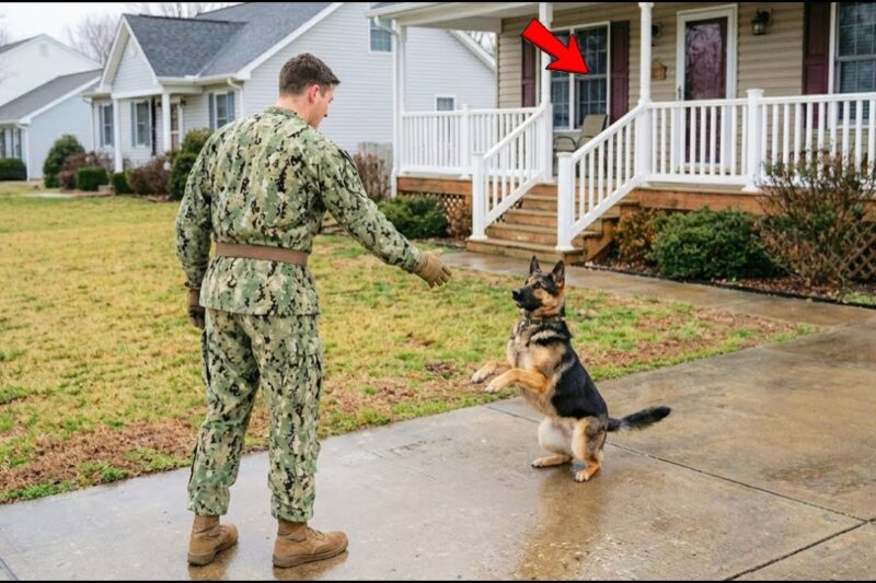 A K9 Stood Frozen on the Porch — What the Navy SEAL Found Inside Changed Everything