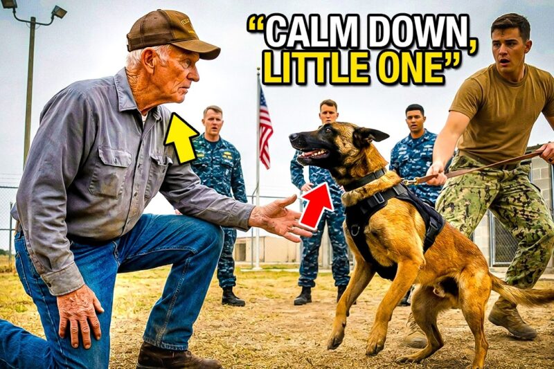 SEALs Couldn’t Control the K9 — Until the Old Farmer Stepped Forward and Said “Ranger”