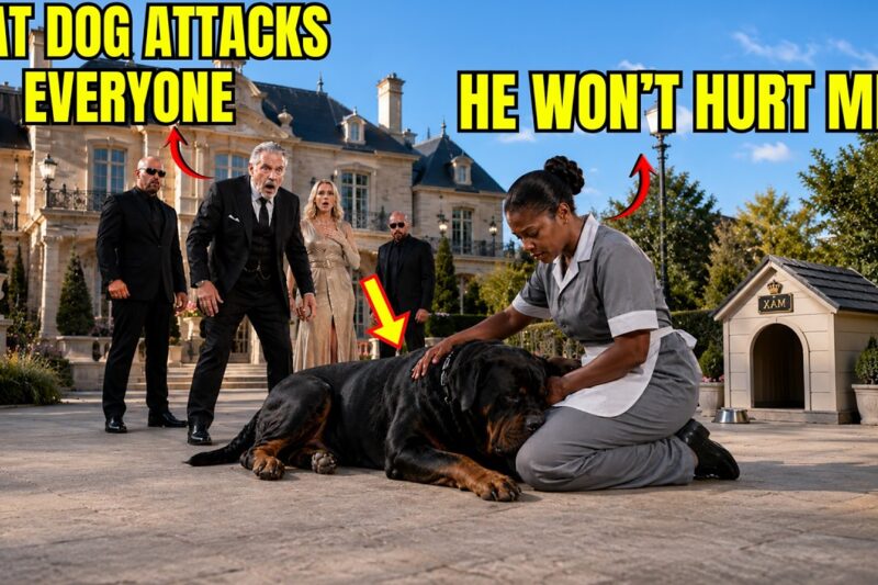 The Mafia Boss’s Dog Attacked Everyone Who Came Near — Until the New Black Maid Knelt Beside It